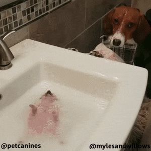 Hooman plzhttps://gfycat.com/ColdNeatBernesemountaindog Hedgehog Bath, Funny Hedgehog, Hedgehog Pet, Cute Hedgehog, Hedgehogs, Cute Creatures, Sweet Animals, Funny Animal Pictures, Funny Baby