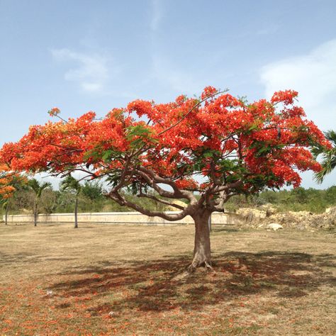 Flamboyan Tree. Picture taken @LaGuancha #Ponce, PR Flamboyan Tree Tattoo, Flamboyant Tree Tattoo, Flamboyan Tree, Coqui Tattoo, Tree Tatto, Tree Tattoo, Pretty Stuff, Book Projects, Paint Ideas