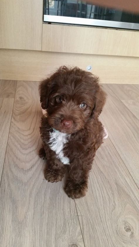 Brown Mini Goldendoodle, Mini Goldendoodle Aesthetic, Toy Poodle Puppies Black, Cute Small Dogs That Stay Small, Brown Goldendoodle, Puppy Aesthetic, Sleepover Snacks, Cute Small Dogs, Goldendoodle Puppies