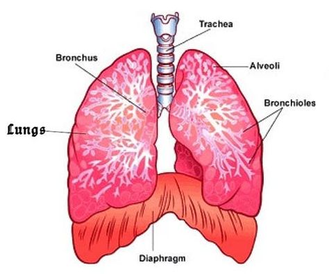 Home Remedies For Bronchitis, Lung Anatomy, Mom Dr, Diaphragmatic Breathing, Muscle Abdominal, Chronic Obstructive Pulmonary Disease, Respiratory Therapy, Pulmonary Disease, Lung Disease