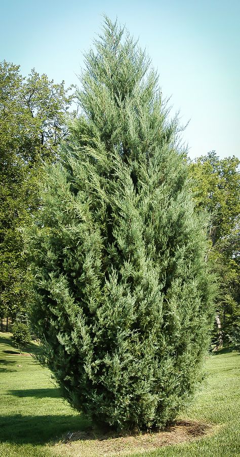 Buy Burkii Juniper Online. Arrive Alive Guarantee. Free Shipping On All Orders Over $199. Immediate Delivery. Hill Landscape, Juniper Tree, Northern Florida, Garden Shrubs, Drought Resistant, Higher Ground, Rugged Look, Backyard Inspo, Natural Garden