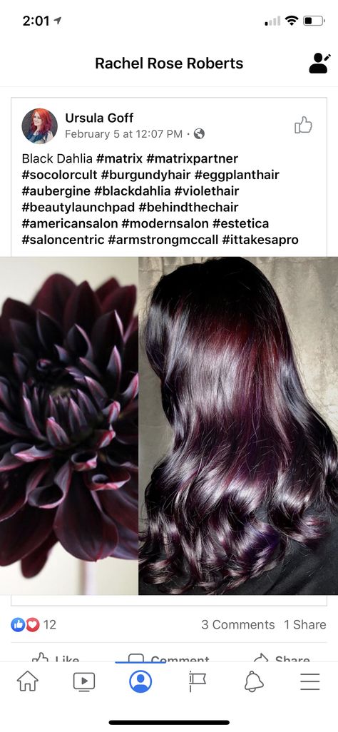 Eggplant Colored Hair, Eggplant Hair, Mahogany Hair, Violet Hair, Black Dahlia, Burgundy Hair, Hair Shades, Hair Inspo Color, Winter Hairstyles