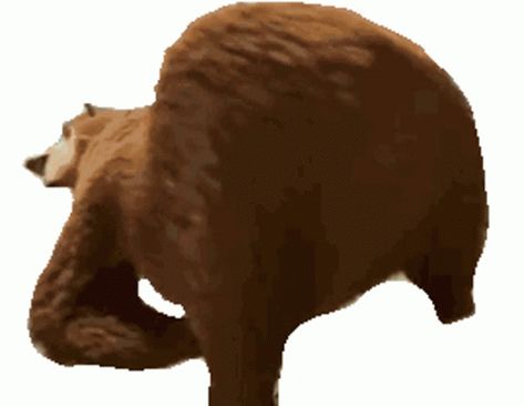 Bear Gif, Beer Stickers, Masha And The Bear, The Bear, Brown Bear, Animated Gif, Cool Gifs, Ohio, Lion Sculpture