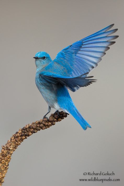 I get the blues sometimes..... Mountain Bluebird, Most Beautiful Birds, All Birds, Exotic Birds, Bird Pictures, Birds Tattoo, Pretty Birds, Colorful Birds, Little Birds