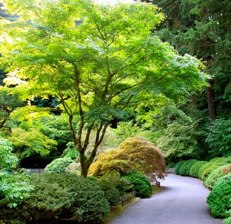 . Microschool Ideas, Green Japanese Maple, Interesting Flowers, Garden Ponds, Hardiness Zones, Japanese Maples, Japan Garden, Subtle Beauty, Japanese Maple Tree