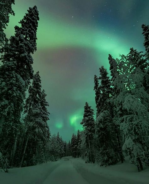 Wintergreen Aesthetic, Dark Green Winter Aesthetic, Winter Green Aesthetic, Green Winter Aesthetic, Green Hour, Person Template, Aurora Lights, Dark Naturalism, Snow Night