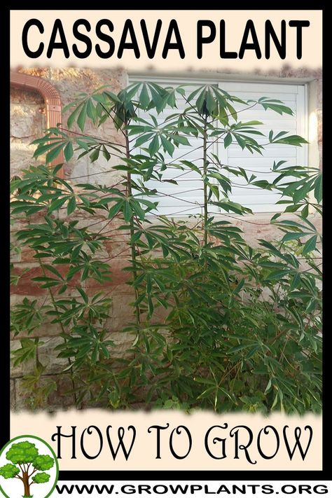 How to grow Cassava plant - All gardening information grow and care, amount of water, sun exposure, planting season, blooming season, hardiness zone, height of the plants, pruning season, pests and diseases, growth speed, uses of the plant, flowers color , if it’s grow as houseplant, tips and much more #gardening, #flowers, #plants Cassava Plant, Plant Tips, Easy Plants To Grow, Gardening Plants, Grow Plants, Pitcher Plant, Plant Information, Garden Help, Garden Guide