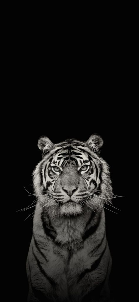 Tiger Wallpaper Iphone Aesthetic, Aesthetic Tiger Wallpaper, Black Tiger Wallpaper, Tiger Iphone Wallpaper, Wallpaper Tigre, White Tiger Wallpaper, Tiger Wallpaper Iphone, Wallpaper Tiger, Feminine Wallpaper