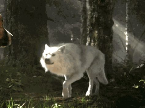 Therian Gif, White Wolf Gif, Werewolf Gif, Wolf Gif, White Werewolf, Werewolf Aesthetic, Werewolf Art, Call Of The Wild, Klaus Mikaelson