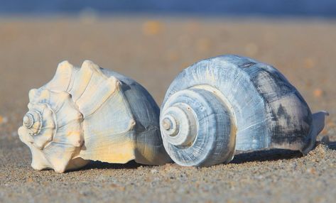 Whelk Shell, Species Of Sharks, Sunny Summer Day, Summer Blues, Water Creatures, Sea Floor, Sea Snail, Lucky You, Coastal Beaches