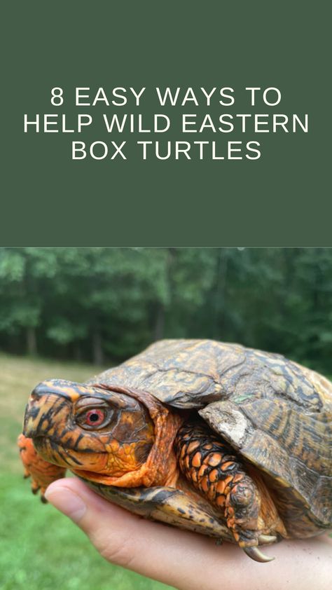 Whether it's from your own backyard or you're on vacation, there are simple ways we can boost the lives of adorable box turtles! Box Turtle Habitat, Turtle Enclosure, Backyard Habitat, Box Turtles, Eastern Box Turtle, Turtle Habitat, Box Turtle, Outdoor Shelters, Ecosystem