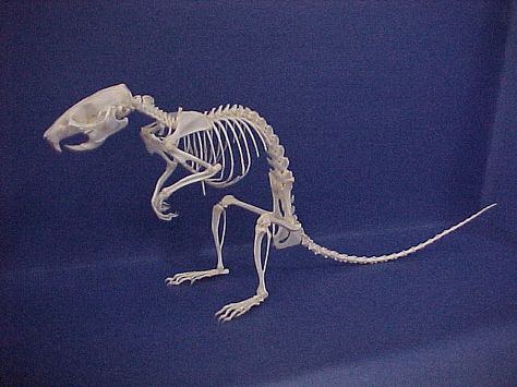 Brown Rat Skeleton by boneman_81, via Flickr Rat Skeleton, Norway Rat, Brown Rat, Animal Skeleton, Fancy Rat, Animal Skeletons, Vulture Culture, Animal Bones, Rodents