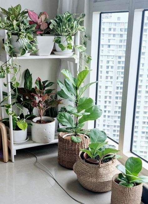 Plants Without Sunlight, Ikea Indoor Garden, Living Room Hammock, Window Sill Plants, Indoor Plant Ideas, Planting In Clay, Exterior Fireplace, Apartment Plants, Wooden Plant Stands