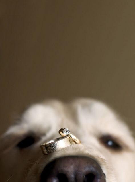 Wedding Ring Shots, Photos With Dog, Bridal Guide, Foto Tips, Jolie Photo, Wedding Wishes, Ring Photos, Wedding Pics, Here Comes The Bride