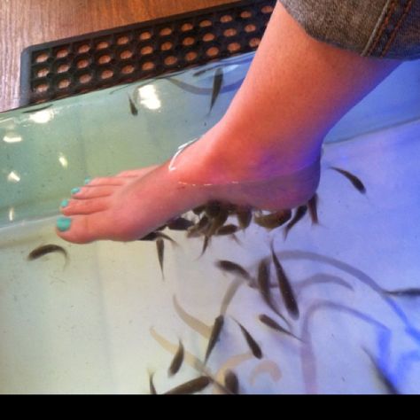 Fish pedicure! Fish Pedicure, Love This, Fish, Nails, Quick Saves, Beauty