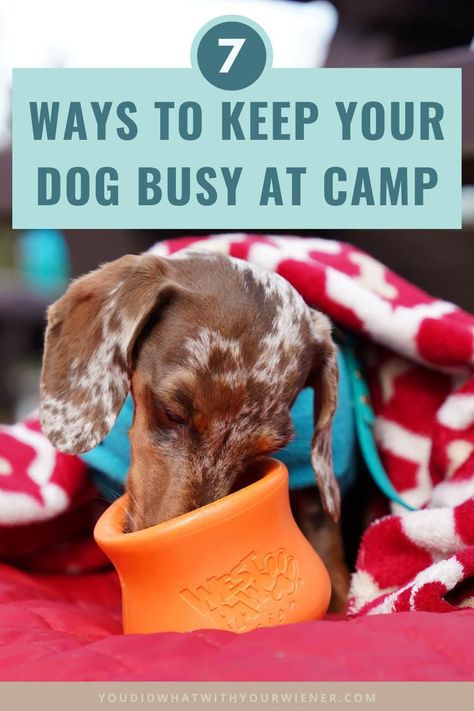 Bored dogs will busy themselves, typically in ways you don't like. Use these tips to keep your dog mentally stimulated while you set up camp, cook, or hang out around the campfire. - camping tips for dogs - dog enrichment - Camping Hacks With Dogs, Dog Camping Hacks, Camping Dog Hacks, Tent Camping With Dogs Hacks, Backpacking With A Dog, Tips For Dogs, Travel Smart, Bored Dog, Dachshund Breed