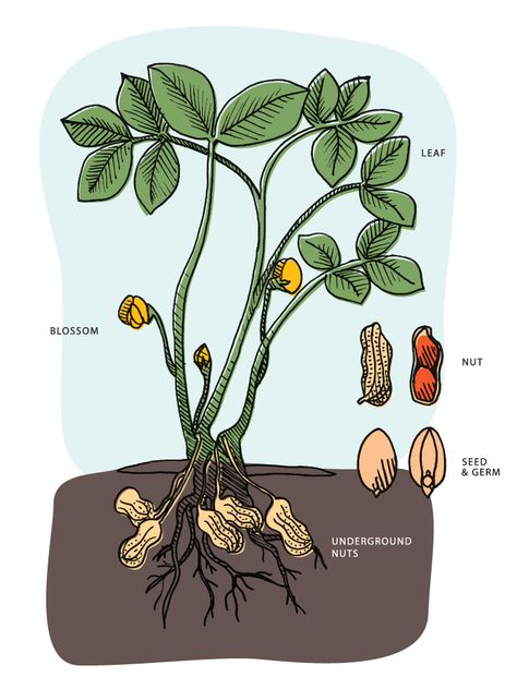 From planting to harvesting, the growing cycle of a peanut takes 4 to 5 months, depending on the type and variety. | USA peanuts are planted after the last frost in April through May, when soil temperatures reach 65°—70°F. Peanut plants need 1½ to 2 inches of water per week during kernel development. Growing Peanuts, Nitrogen Fixing Plants, Kacang Tanah, Old Farmers Almanac, Edible Landscaping, Veggie Garden, Edible Garden, Plant Needs, Permaculture