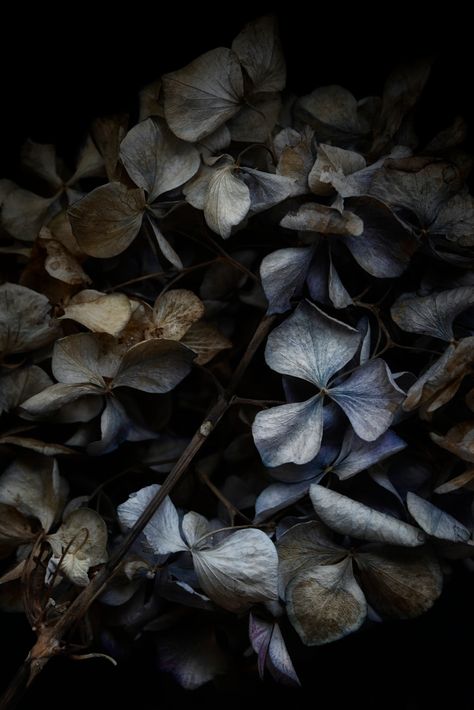 Hydrangea | Saved from the summer of 2021 | Lotte Grønkjær | Flickr Dark Hydrangea, Green Hydrangea Wedding, Hydrangea Aesthetic, Hydrangea Plant Care, Black Hydrangea, Hydrangea Plant, Lana Del Rey Albums, Beetle Juice, Hydrangeas Wedding