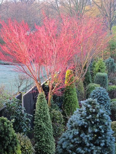 Acer palmatum 'Sango-kaku' awaiting new leaves | This Acer p… | Flickr Coral Bark Maple, Coral Bark Japanese Maple, Conifers Garden, Winter Gardens, Japanese Maples, Maple Trees, Specimen Trees, Acer Palmatum, Garden Types