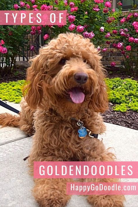 With so many types of Goldendoodles, who can keep track of them all? Happy-Go-Doodle is here to help! If you're doing your homework on different colors of Goldendoodles, sizes of Goldendoodles, and generations of Goldendoodles, get the facts here. HappyGoDoodle.com. #goldendoodle #goldendoodlefacts #happygodoodle #goldendoodlesizes #goldendoodlecolors Goldendoodle Size Chart, Goldendoodle Hair Types, Golden Doodle Colors, Types Of Goldendoodles, Goldendoodle Colors, Doodle Tips, Teddy Bear Goldendoodle, English Goldendoodle, Golden Retriever Breed