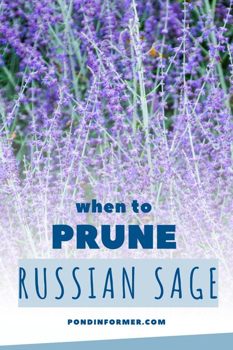 Wondering when to prune your Russian sage for maximum beauty? Our guide provides all the answers! Learn the ideal timing and techniques for pruning Russian sage plants to promote vigorous flowering and lush foliage. Elevate your garden with healthy, flourishing Russian sage plants. #RussianSagePruning #GardenTips #PlantCare #GardenTransformation #Pruning Russian Sage Bouquet, Pruning Russian Sage, Pruning Sage Plants, Russian Sage Care, Russian Sage Companion Plants, Russian Sage Landscaping, Sage Plants, Border Garden, Pond Netting