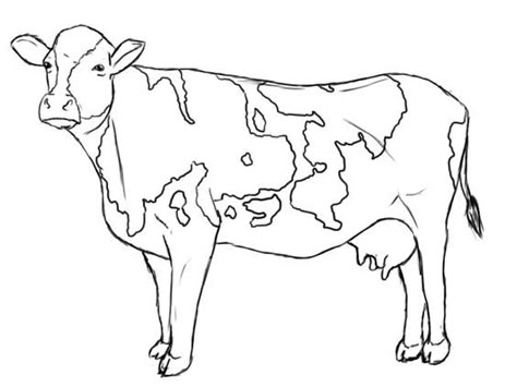 dairy cow line drawings | To make the cow's snout, draw a ... Cow Sketch, Cow Coloring Pages, Cow Colour, Cow Drawing, Printable Animals, Cow Painting, Drawing Animals, Funny Illustration, Cow Art