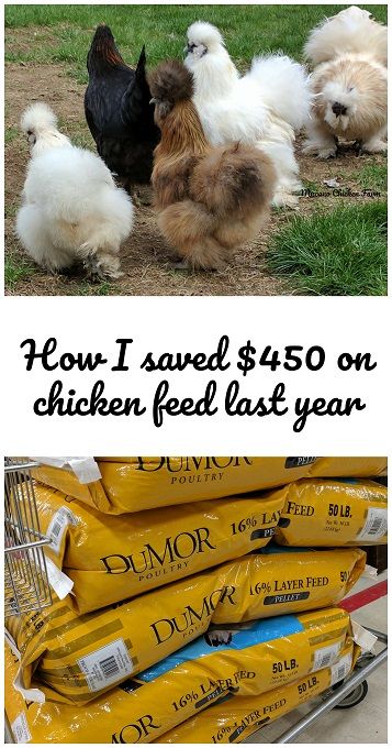 How I saved $450 on chicken feed last year Chicken Diet, Types Of Chickens, Chicken Care, Backyard Chicken Farming, Chickens And Ducks, Chicken Health, Raising Backyard Chickens, Chicken Coop Ideas, Chicken Garden