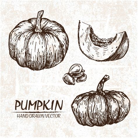 Botanical Pumpkin Illustration, Pumpkin Ink Drawing, Pumpkin Sketch Simple, Pumpkin Engraving, Pumpkin Draw, Garlic Design, Pumpkin Drawings, Pumpkin Sketch, Pumpkin Tattoo