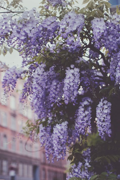 Wisteria on the streets of Copenhagen. Ulrika Ekblom Photography. Print. Purple Flowers Aesthetic, Flowers Aesthetic, Brick Building, Purple Flowers, Building, Purple, Flowers, Photography, Blue