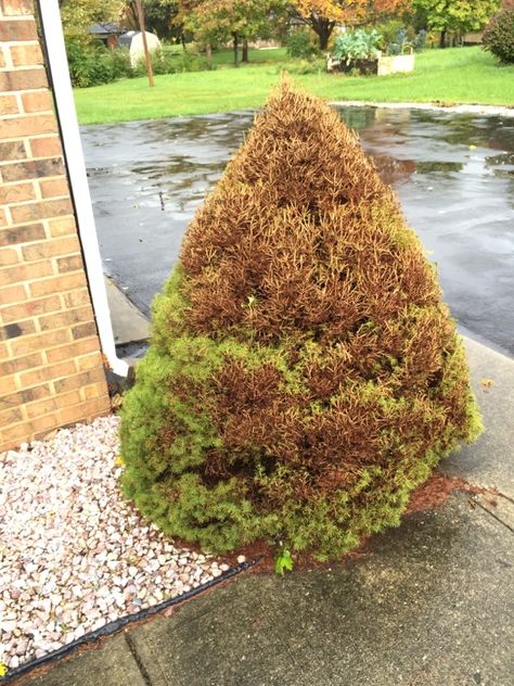 Problems With Dwarf Alberta Spruce - http://www.gardenanswers.com/trees/problems-with-dwarf-alberta-spruce/ Alberta Spruce Landscaping, Slope Backyard, Home Made Fertilizer, Hillside Gardening, Blue Spruce Tree, Shrubs For Landscaping, Alberta Spruce, Household Cleaning Products, Spider Mites