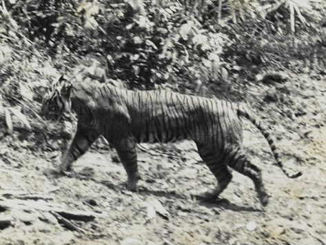 Javan tiger was the smallest tiger subspecies found on the island of java. It is one of three tiger subspecies to be extinct, other two being Bali tiger and Caspian tiger. Javan Tiger, Tiger Species, Panthera Tigris, Tasmanian Tiger, Sumatran Tiger, Forest Habitat, Extinct Animals, Endangered Animals, Animal Species