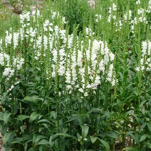 Physostegia virginiana (Obedient Plant) Physostegia Virginiana, Miss Manners, Obedient Plant, Yard Path, Side Yard, English Cottage, Plants And Flowers, Manners, Flowers Plants