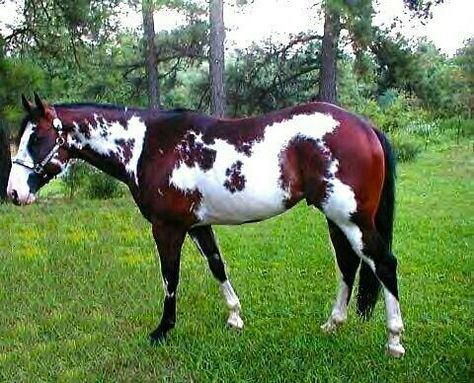 Striking Blood Bay Framed Overo Overo Horse, 1960s Television, Horses Pictures, Mr Ed, American Paint Horse, Painted Horses, Paint Horses, Pinto Horse, Horse Colors