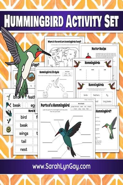 Hummingbird Life Cycle, Hummingbird Crafts For Kids, Hummingbird Activities, Study 2023, Bird Life Cycle, Hummingbird Migration, Princess School, Bird Study, Hummingbird Nectar