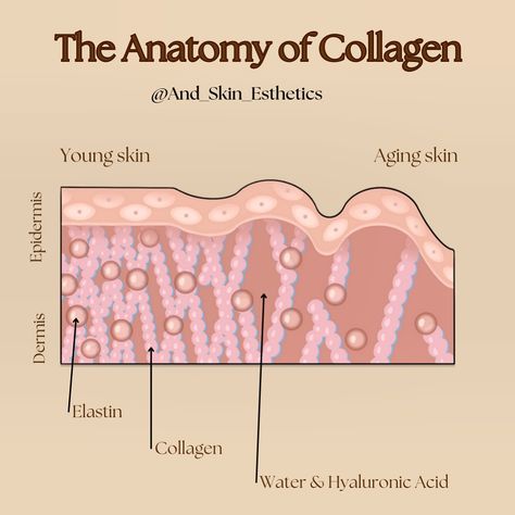 As we age, collagen production declines by about 1% each year, starting in our early 20s. Understanding how our skin changes over time is key to embracing and caring for our natural beauty. Check out this insightful diagram showing the difference between young skin and aging skin with collagen breakdown. Collagen is the protein that keeps our skin firm, plump, and youthful, but as we age, its production gradually slows down. By the time we reach menopause, this decline can accelerate drama... Types Of Collagen, How To Increase Collagen In Skin, Elastin And Collagen, Facts About Collagen, Natural Sources Of Collagen, Collagen Fibers, Boost Collagen, Early 20s, Facial Fillers