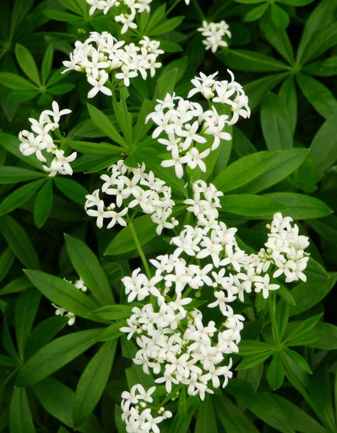 Sweet Woodruff / Galium odoratum / Edible Flowers Galium Odoratum, Sweet Woodruff, Ornamental Plants, Edible Flowers, Herbs, Plants, Flowers