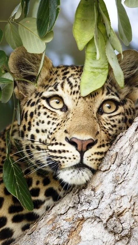 Regard Animal, Jaguar Animal, Majestic Animals, White Leopard, Left Out, Leopards, Animal Wallpaper, Animal Planet, Nature Animals