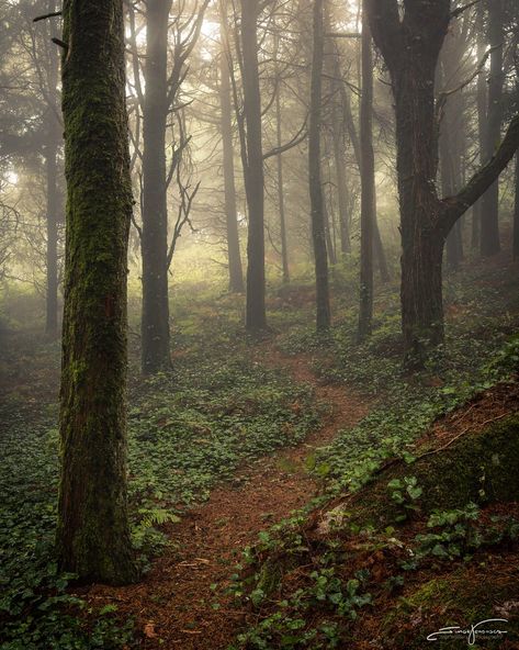 Running In The Forest Aesthetic, Forest Path Aesthetic, Dark Naturalism, Scenery Pictures, Forest Path, I Really Appreciate, Six Feet Under, Nature Aesthetic, Pretty Places