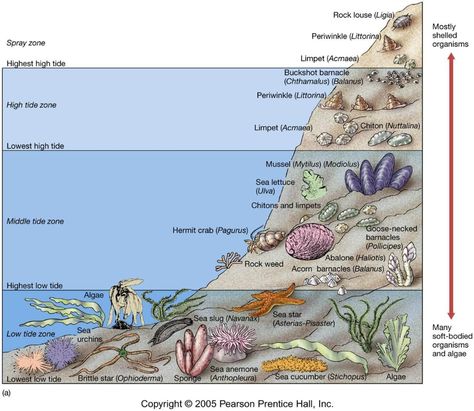 Little wonders of the intertidal zone | BIOL 326: Experimental biology of invertebrates Intertidal Zone, Ocean Zones, Pool Drawing, Ocean Ecosystem, Tide Pool, Aquatic Ecosystem, 6th Grade Science, Marine Ecosystem, Aquatic Life