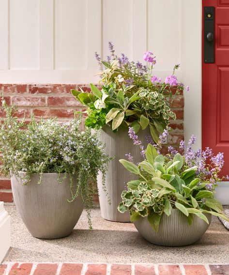 Outdoor Planters Privacy Grasses, Front Door Pots, Outdoor Planter Designs, Planter Collection, Textured Bowl, Front Door Planters, Baby Stores, Front Porch Plants, Pot Display