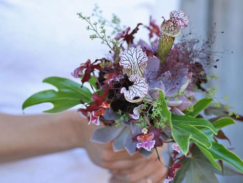 Tips and Inspiration:  Arranging With Cut Orchids    Garden Party Flora Grubb, Aquarium Wedding, Tabletop Design, Weird Plants, Pitcher Plant, Orchids Garden, Carnivorous Plants, Tropical Wedding, Garden Party