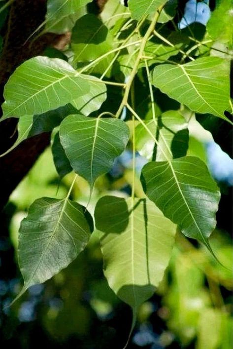 Pipal Tree, Peepal Leaf, Peepal Tree, Banyan Leaf, Betel Leaf, Lotus Flower Pictures, Bodhi Leaf, Best Nature Wallpapers, Collage Art Projects