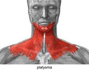 Platysma muscle Bolesti Chrbta, Neck Problems, Face Exercises, Facial Exercises, Muscle Body, Face Yoga, Massage Techniques, Face Massage, Double Chin