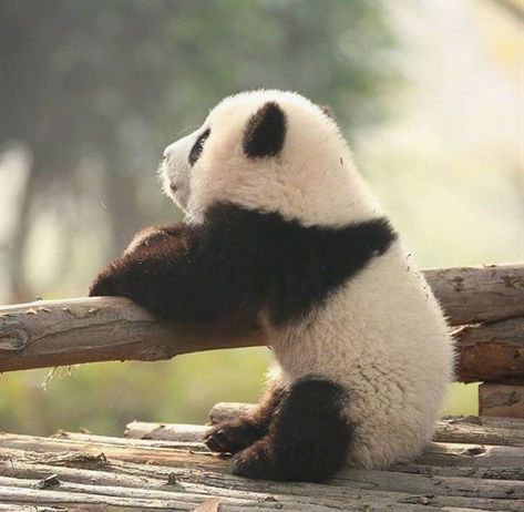 Funny Panda Pictures, Baby Panda Bears, Rabbit Cages, Panda Express, Panda Funny, Panda Art, Panda Love, Chow Mein, Baby Panda