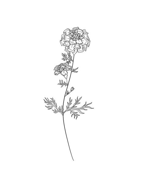 Marigold Flower Spine Tattoo, Marigold Simple Drawing, Marigold Flowers Tattoo, Marigold Back Tattoo, Marigold Flower Tattoo Design, Merigold Aesthetic Flower Tattoo, Marigold Spine Tattoo, Marigold Flower Outline, Birth Flower Drawings