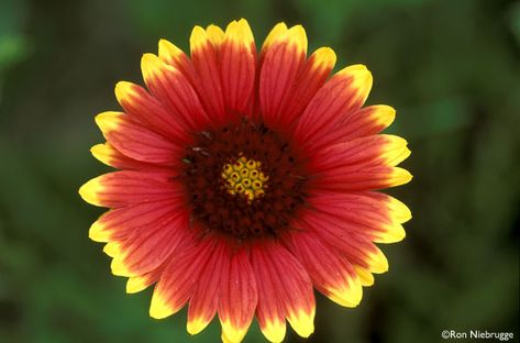 15 Prettiest Native Flowers for Houston Indian Blanket Flower, Indian Blankets, Texas Gardening, Small Space Gardening, Oklahoma State, Heirloom Seeds, Perennial Garden, Monarch Butterfly, Drought Tolerant