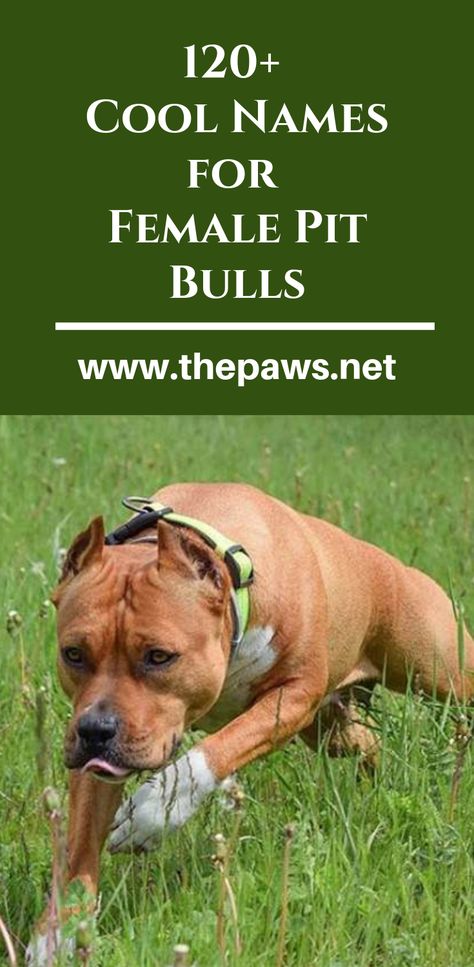 Top Pit Bull Names: 120+ Cool Names for Female Pit Bulls. #pibulls #pitbullsnames #femaledognames #femalepitbulls #dogs #pets #paws Girl Pitbull Names, Female Pitbull Names, Pitbull Puppy Names, Bull Names, Pitbull Dog Names, Merle Pitbull, Dogs Names List, Female Pitbull, Pitbull Names