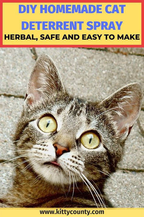 Essential Oil Cat Deterrent Spray, Cat Deterrent Spray Essential Oils, Cat Spraying In House, Cat Deterrent Spray, Kitty Treats, Cat Pee Smell, Cat Deterrent, Cat Scratching Furniture, Cat Advice