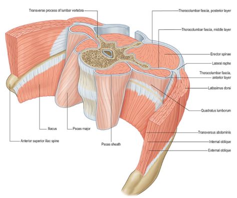 Human Anatomy Picture, Muscular System Anatomy, Muscles Anatomy, Human Heart Anatomy, Basic Anatomy, Human Movement, Anatomy Images, Basic Anatomy And Physiology, Medicine Studies