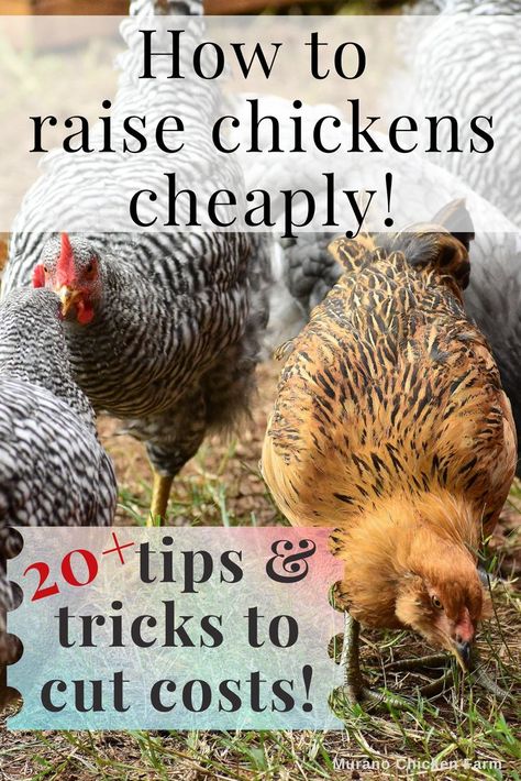 flock of backyard chickens Guinea Hens, Backyard Hacks, Raising Livestock, Urban Chicken Farming, Chicken Raising, Laying Chickens, Chicken Care, Portable Chicken Coop, How To Raise Chickens